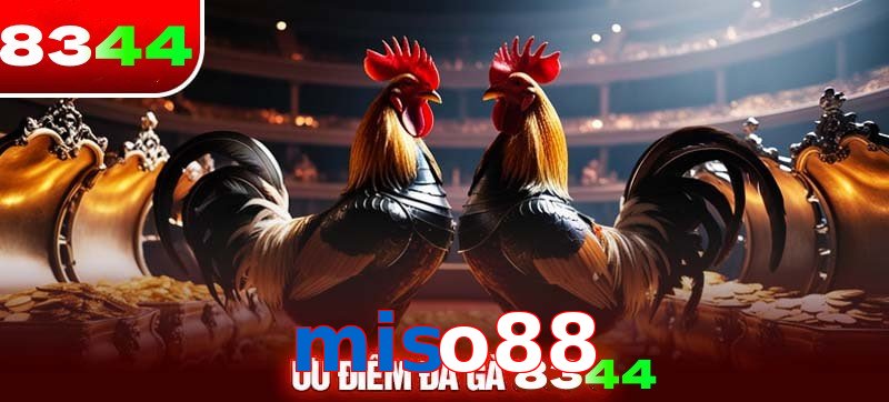 Thể loại đá gà miso88 được ưa chuộng 